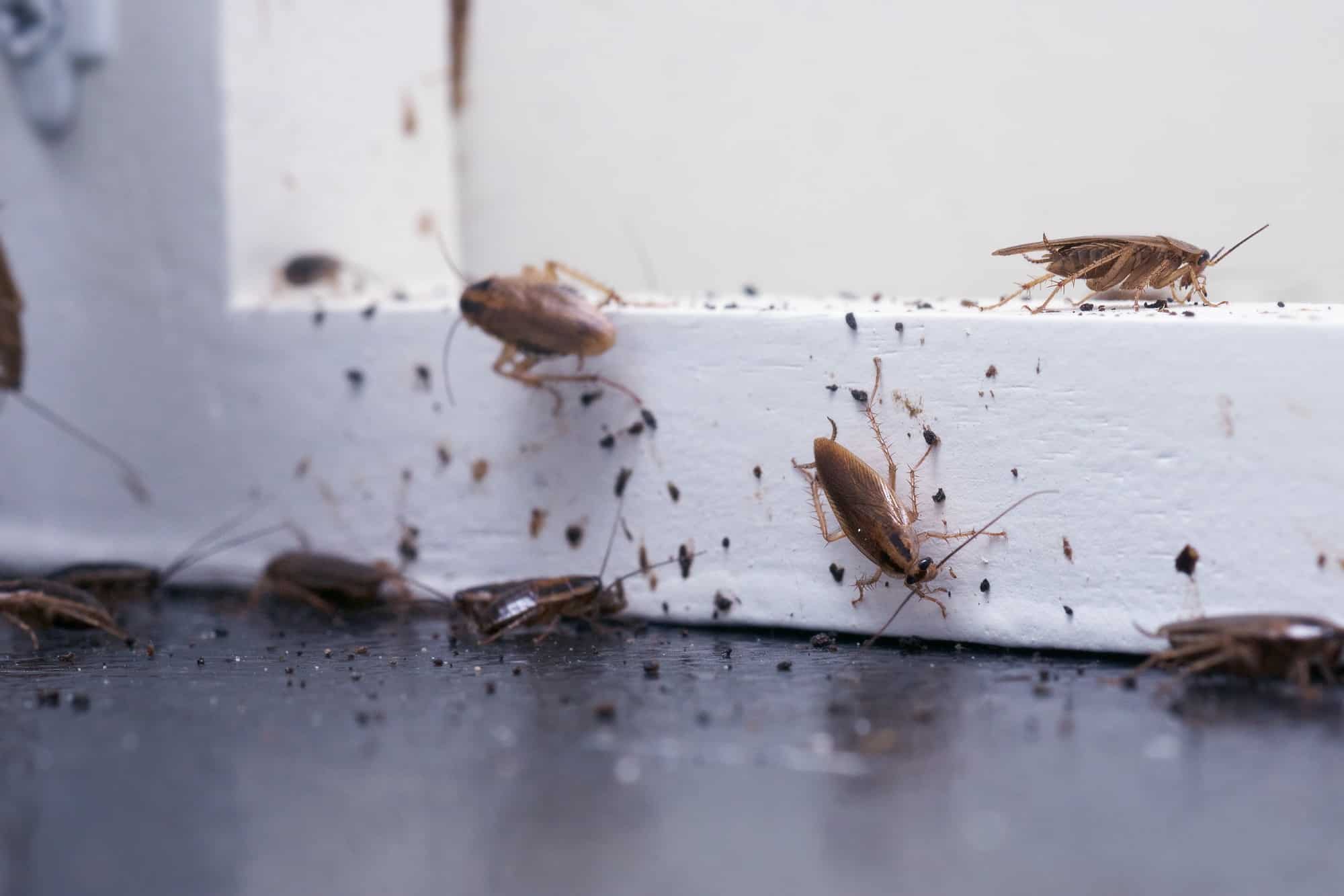 Cockroaches gathered on a white wooden surface