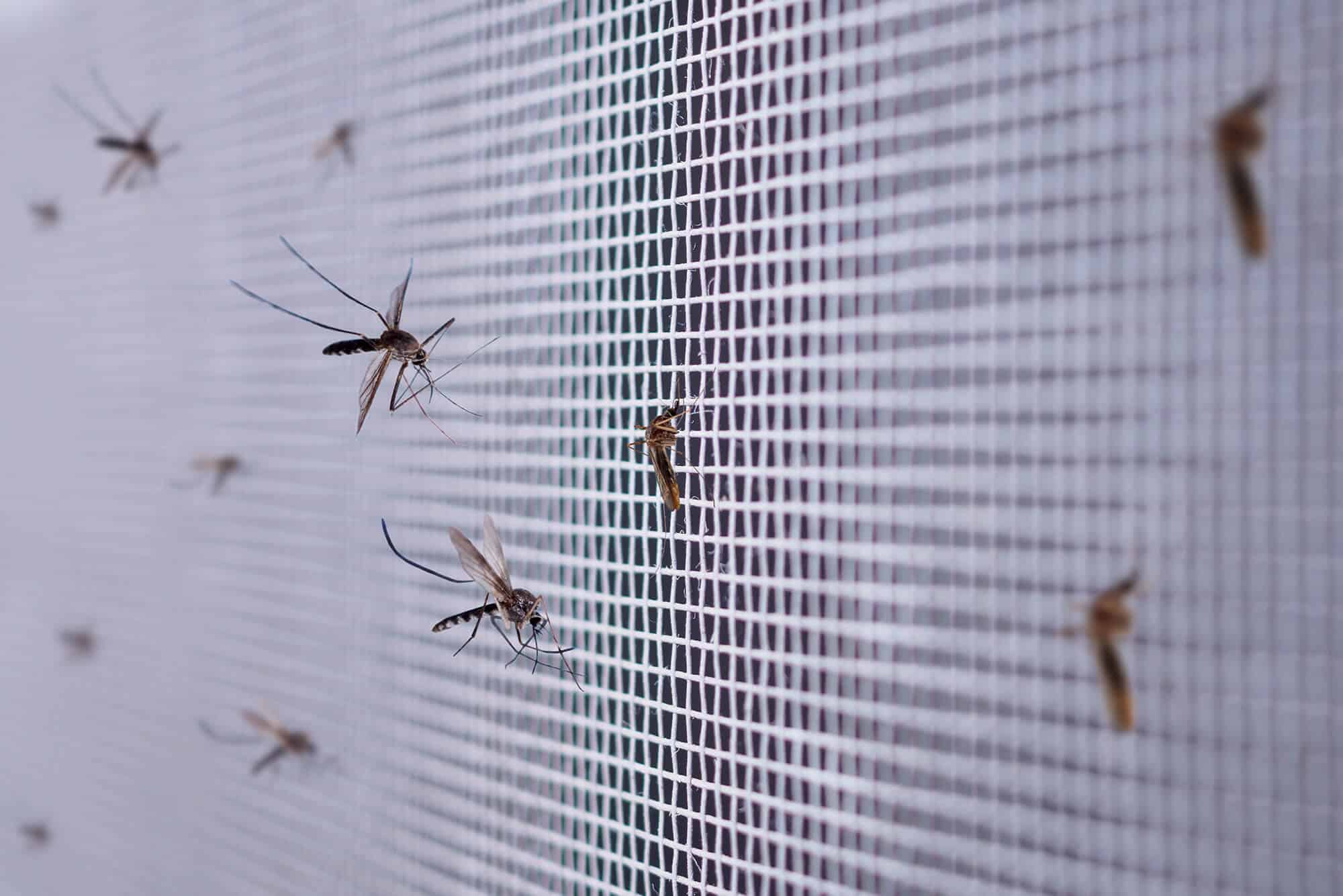 Mosquitoes resting on a window screen in summer