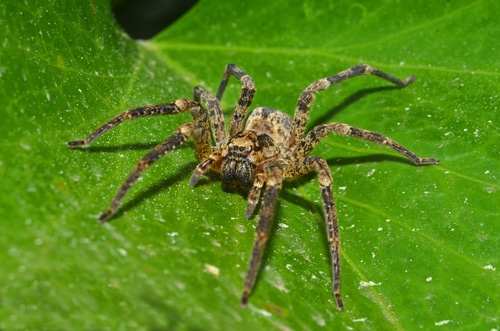 Fall Spider Identification Guide