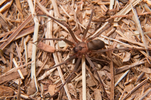 What You Need to Know About Spider Bites in Oklahoma