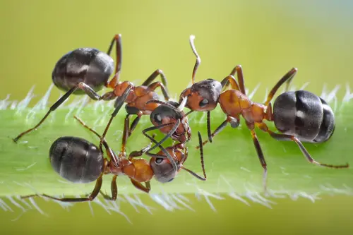 Three ants conspiracy on grass