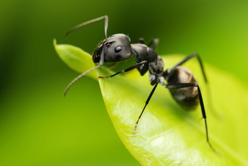 Macro fo a black ant's face