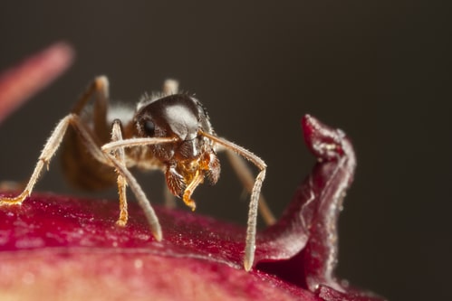 Pharaoh ant on peony