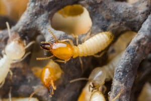 Subterranean Termites