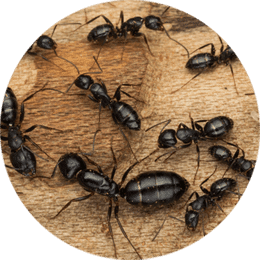 close up of group of ants