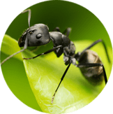 Carpenter Ants