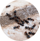 Little Black Ants