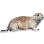 Gopher