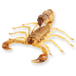 Scorpion