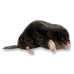 European Mole