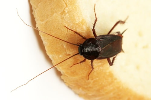 Should You Treat for Cockroaches Yourself? - Emtec Pest ...