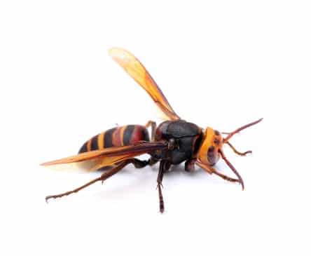 Bald-Faced Hornet