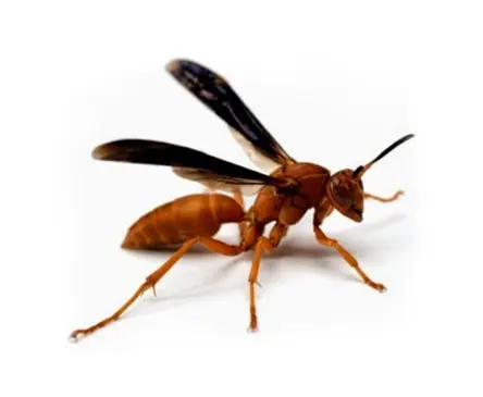 Mahogany Wasp