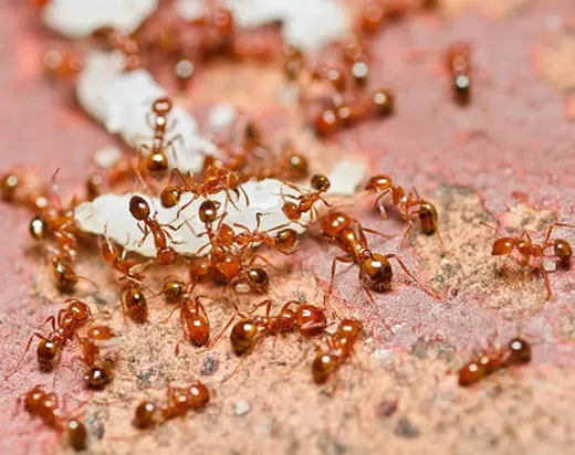 small red ants