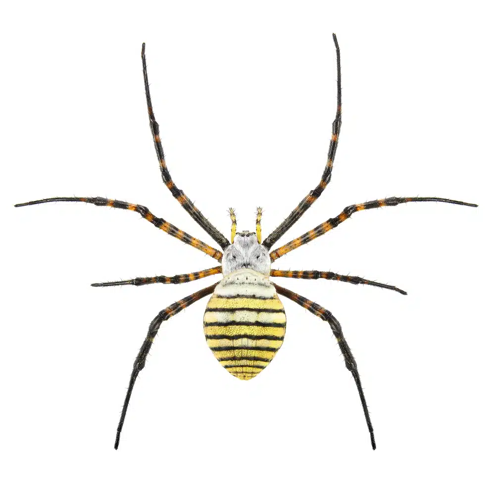 Spiders of the Southeast - Turner Pest Control