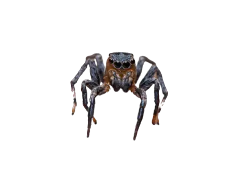 Flea Jumping Spider