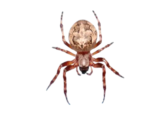 Furrow Orbweaver