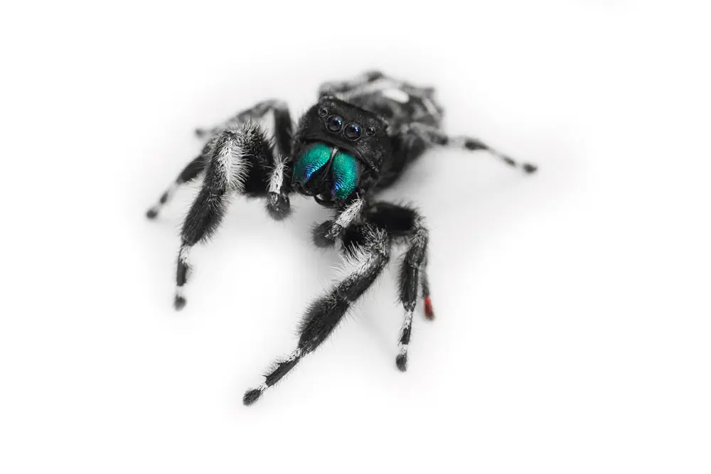 Jumping Spider Identification, Prevention & Extermination