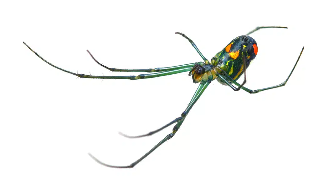 Orchard Orbweaver