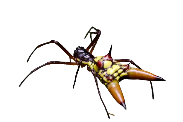 A spider's feet hold a hairy, sticky secret