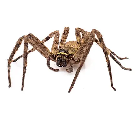Brown Recluse