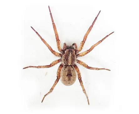Spiders aren't that scary Oklahoma State University