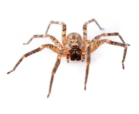 House Spider