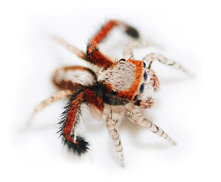jumping-spider-01 Bold Jumping Spider