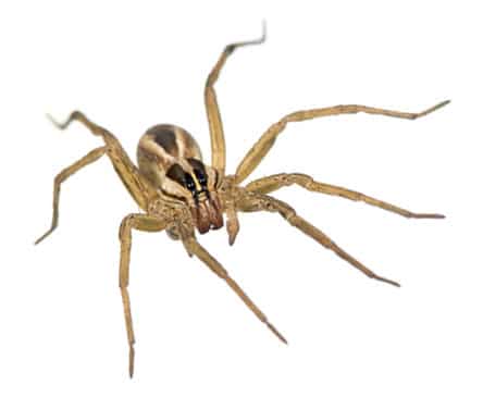 Oklahoma Spider ID Guide - Emtec Pest Control