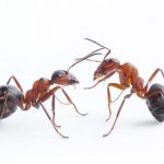 ants playing