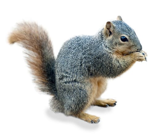 Fox Squirrel