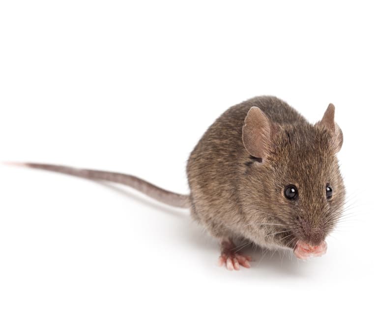 mouse isolated on white