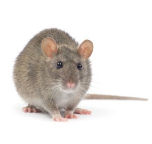 Norway Rat