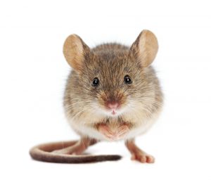 House mice standing