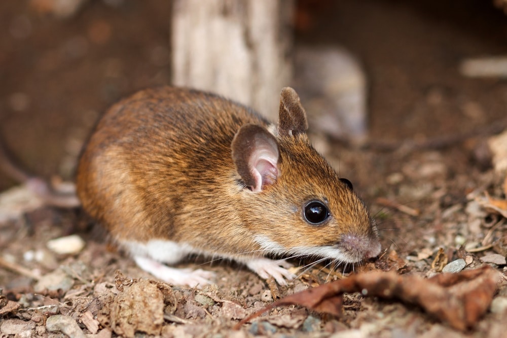 White footed mouse