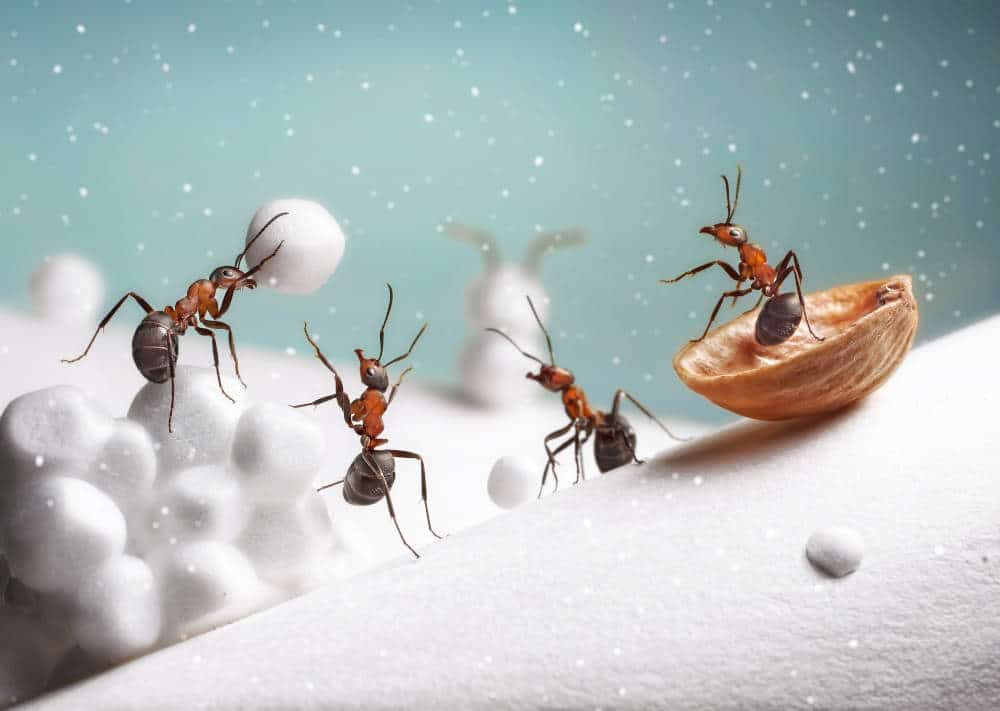 Where Do Bugs Go During Winter? Emtec Pest Control