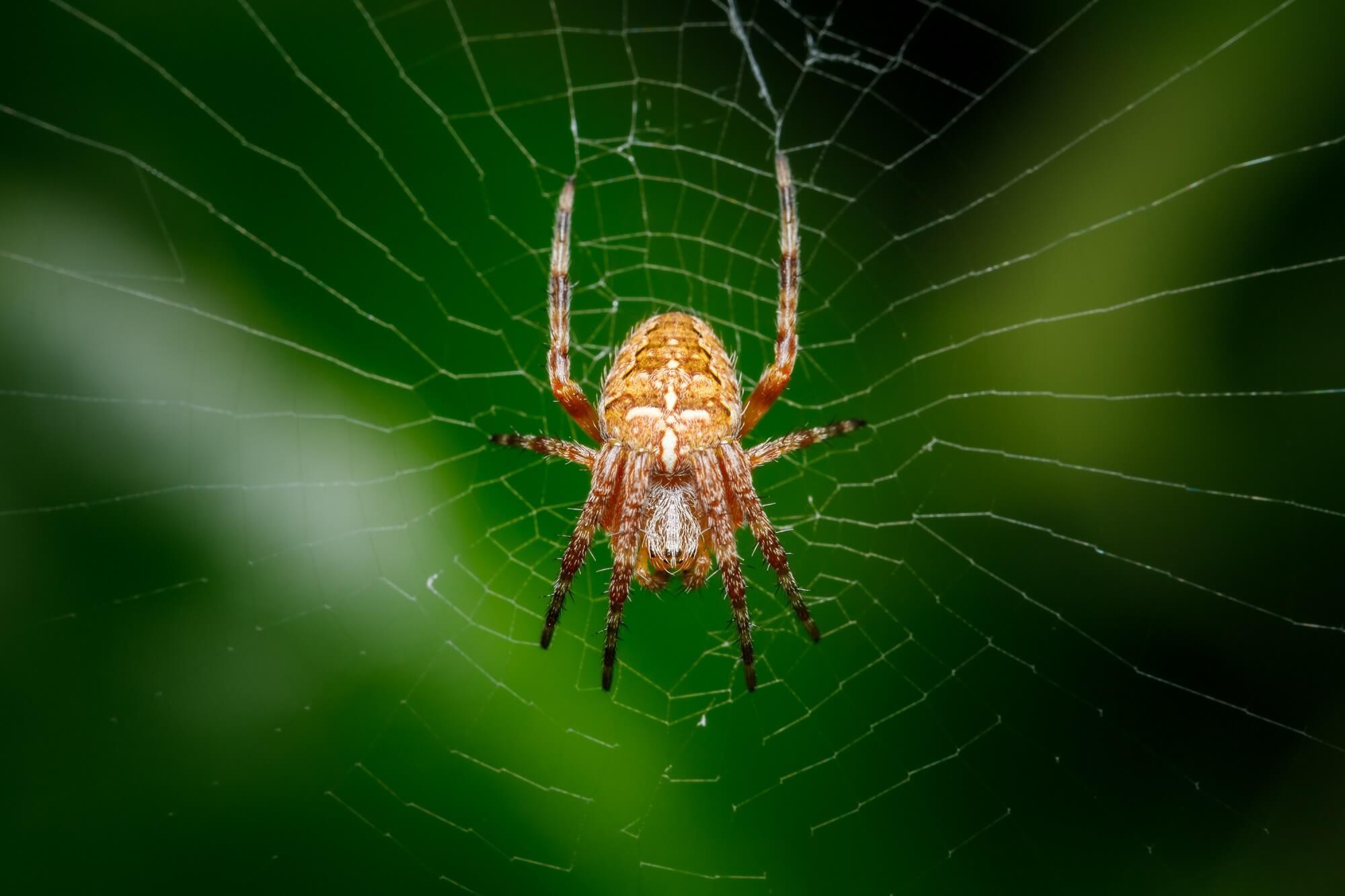 Oklahoma Spiders and How to Get Rid of Them Emtec Pest Control