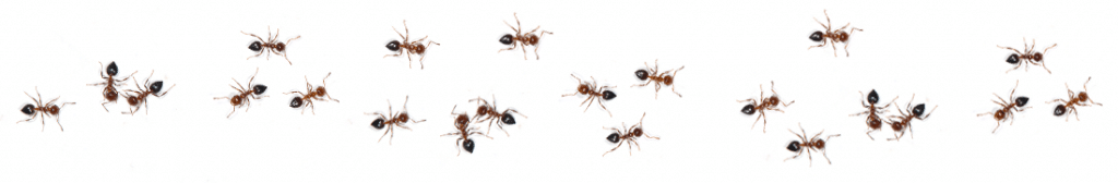 ants on a white background