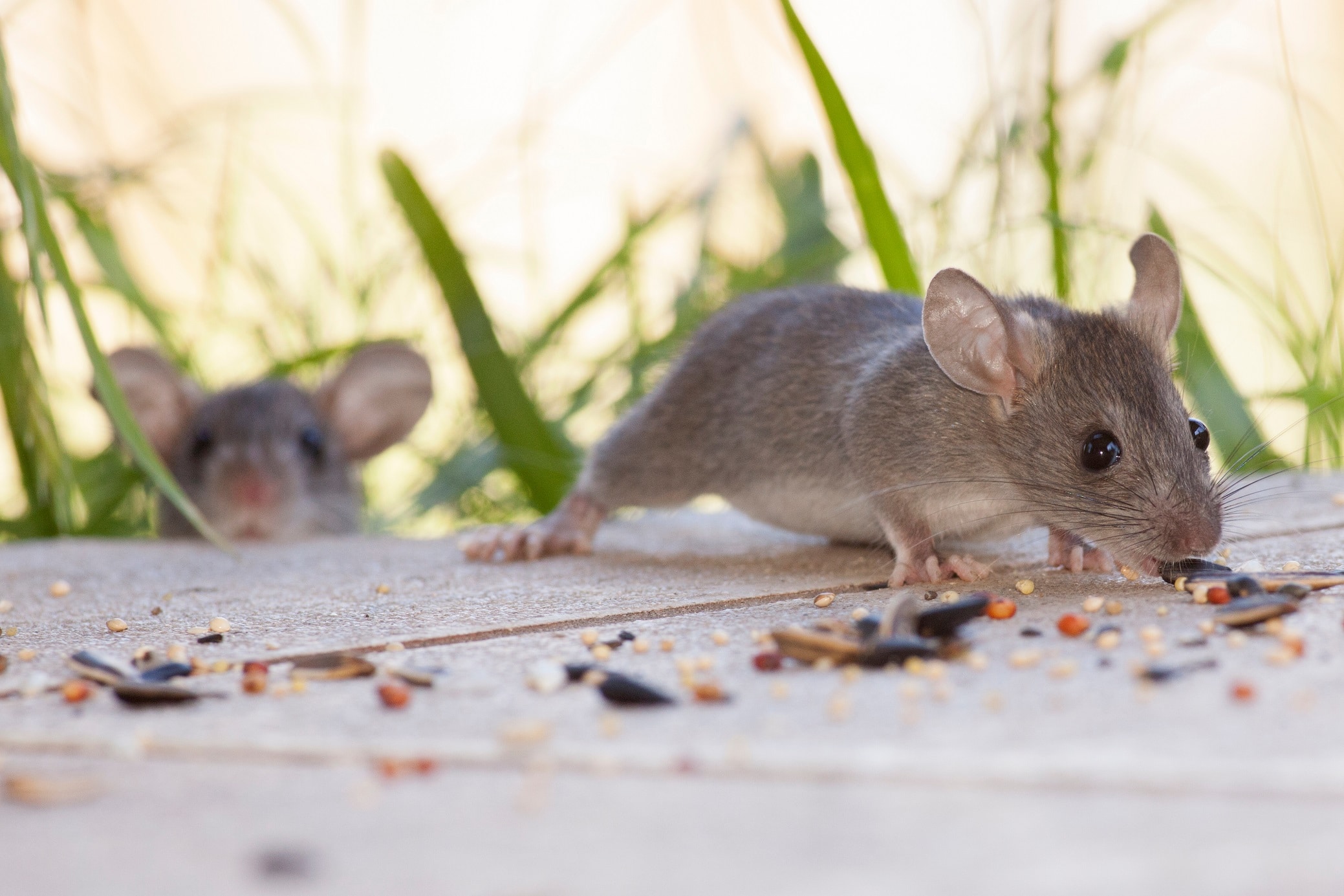 How To Get Rid of Rodents in Your Yard Emtec Pest Control