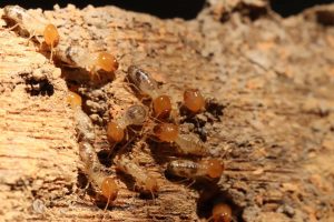 Dampwood Termites