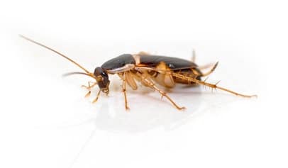 Brownbanded Cockroach