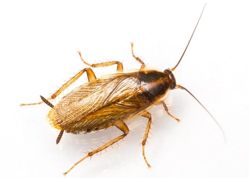 blattella germanica german cockroach