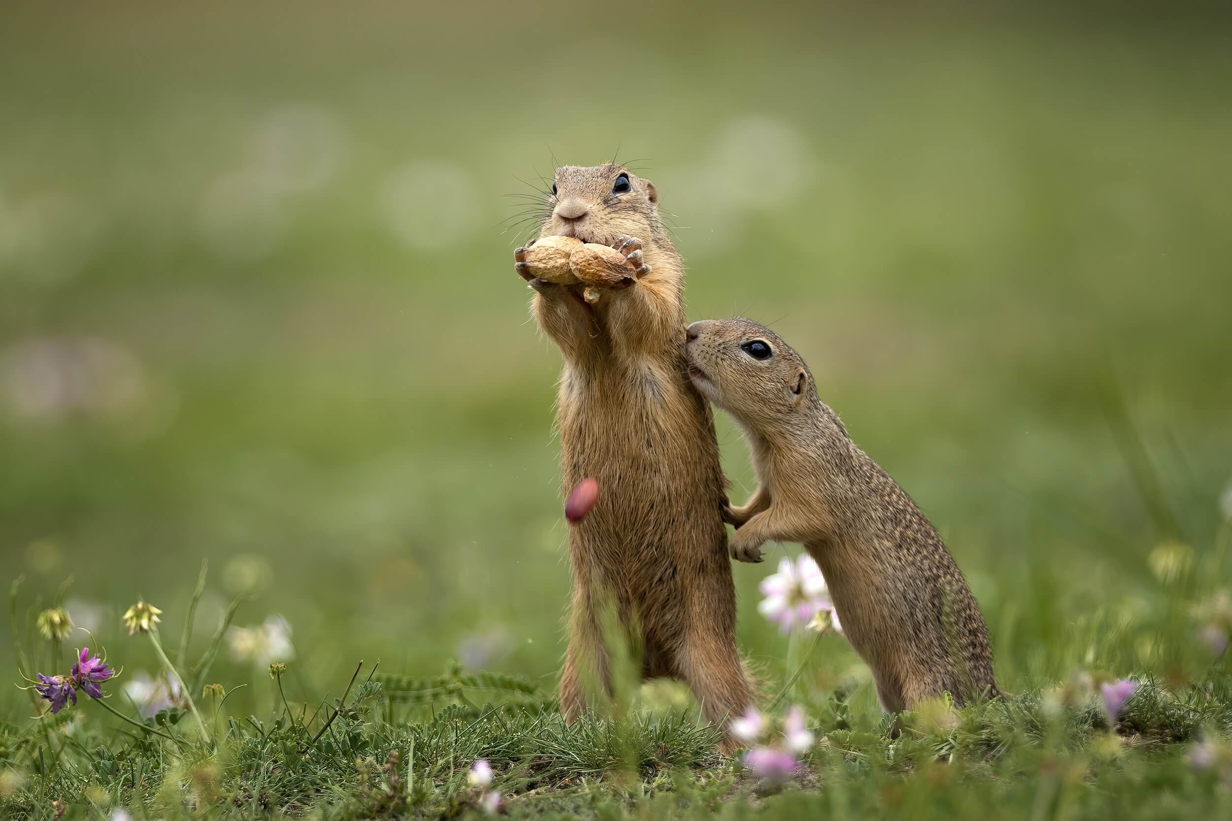 Gopher Vs. Prairie Dog:  A Head To Head Comparison You Need To See - j27z9ca