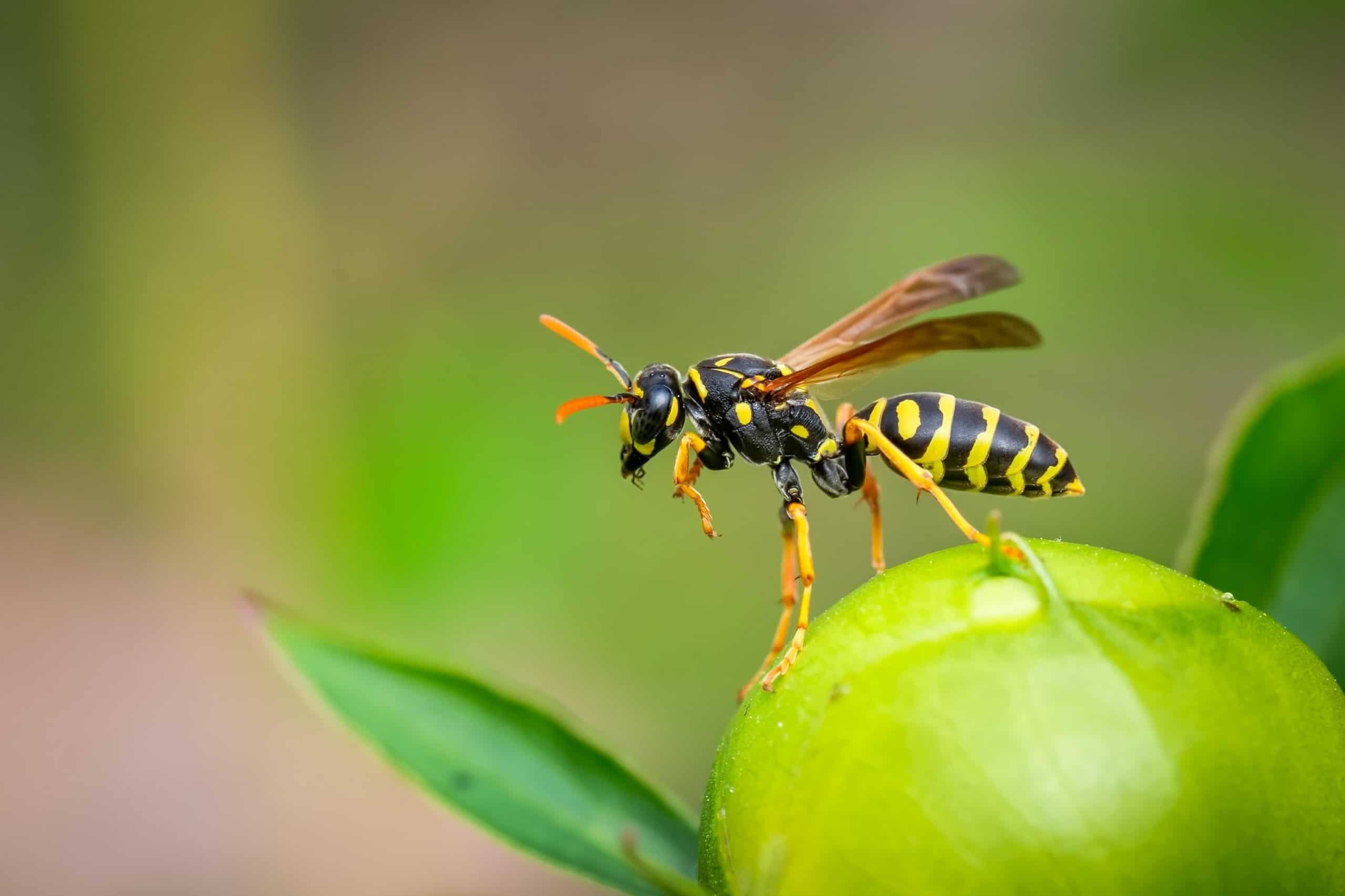 Wasp Control in Tulsa The Complete Guide Emtec Pest Control