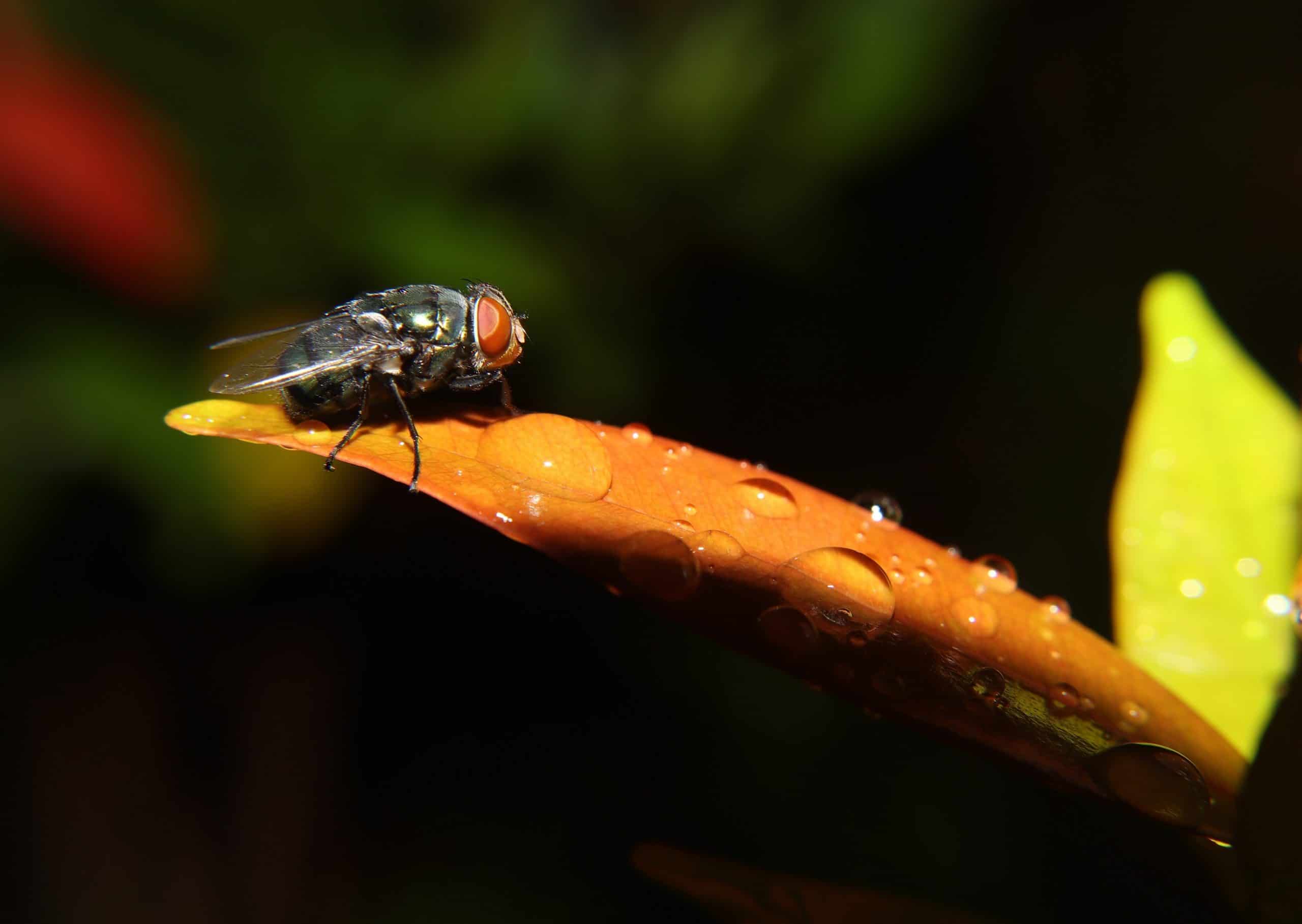 How to Limit Flies in Your Yard Emtec Pest Control