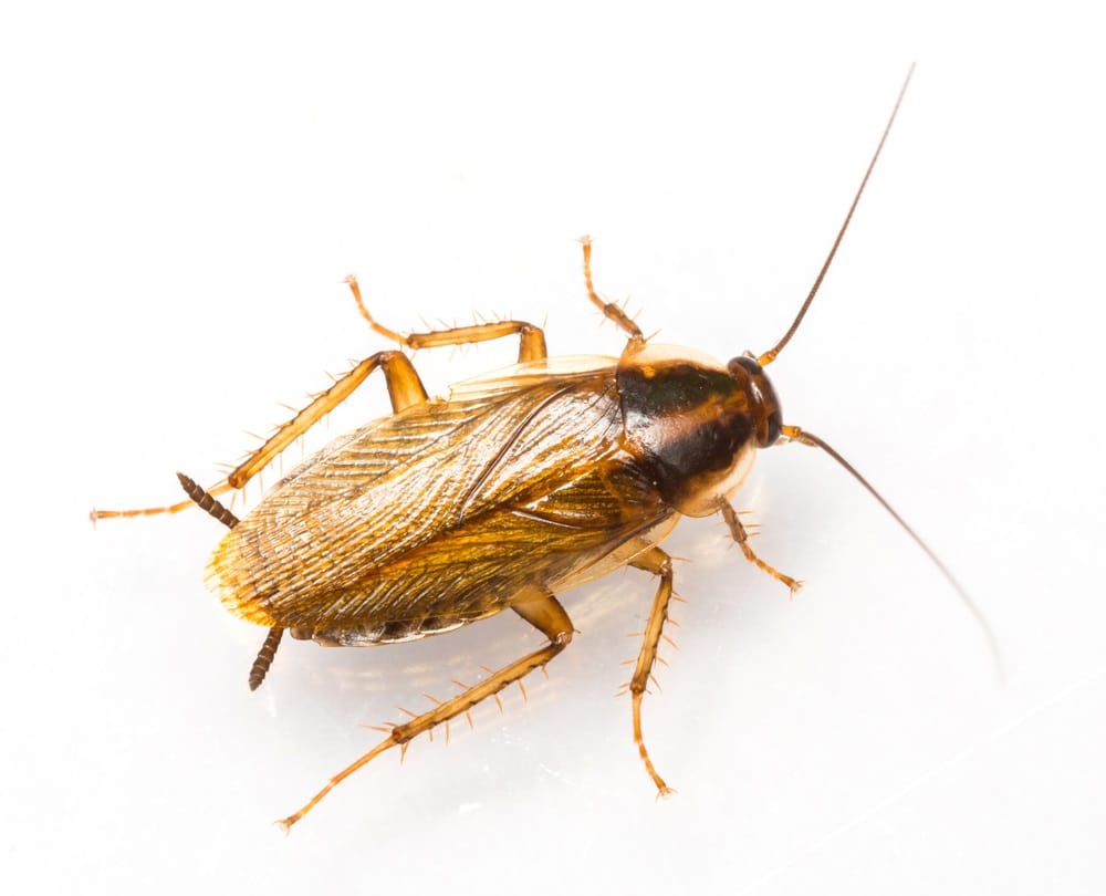 Close up blattella germanica german cockroach