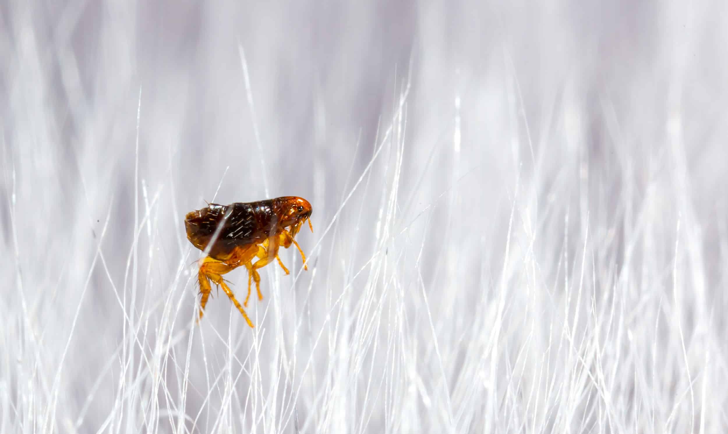 What is the Difference Between Fleas and Ticks? Emtec Pest Control