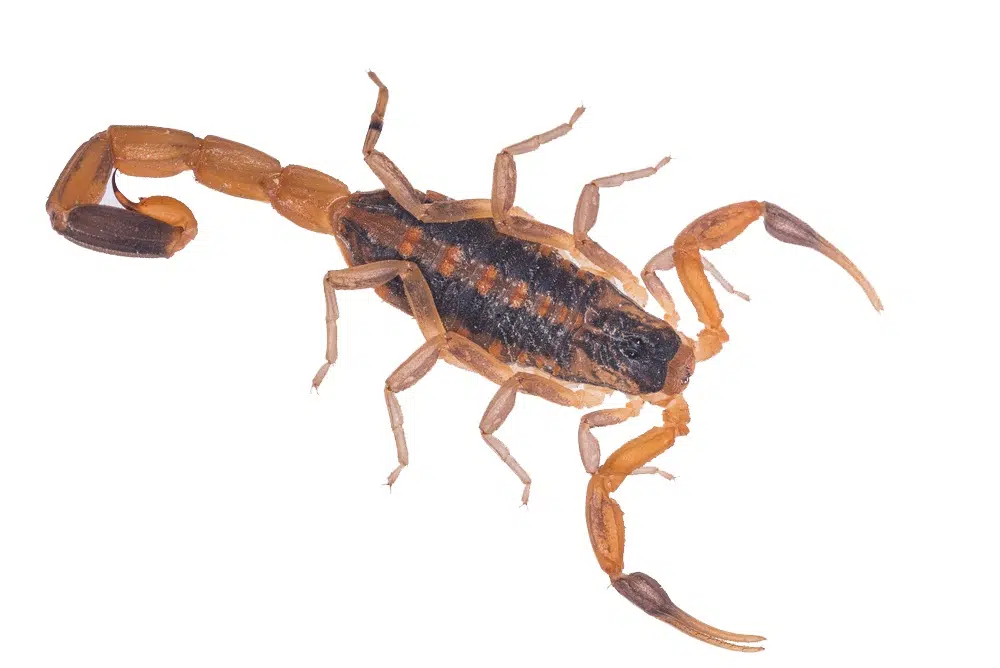 Striped Bark Scorpion