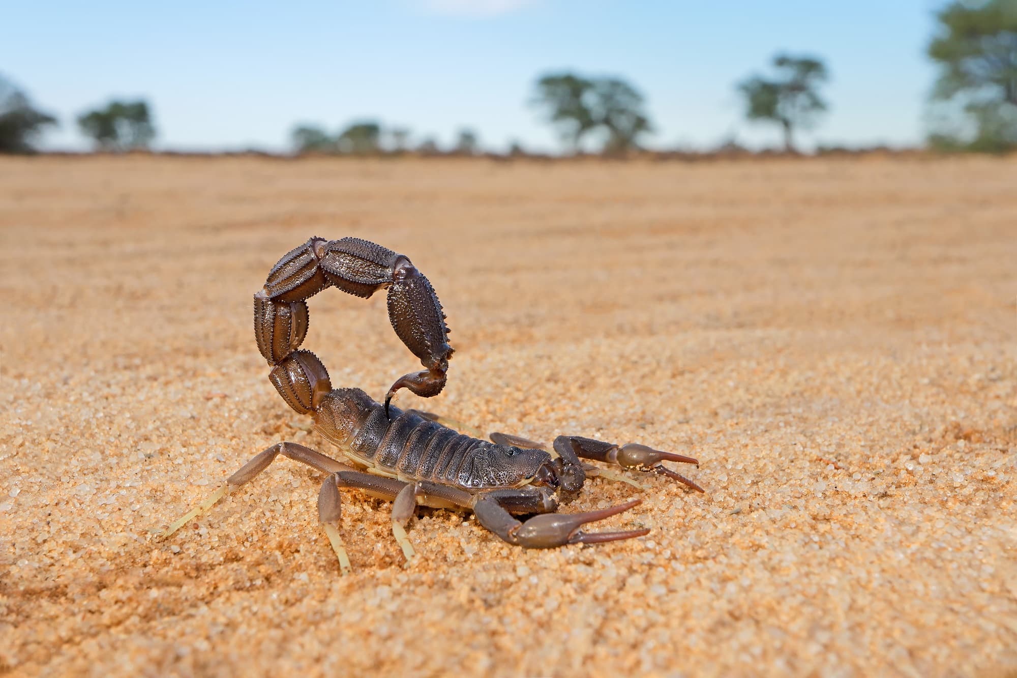 What Should You Know About Scorpions in Oklahoma? Emtec Pest Control