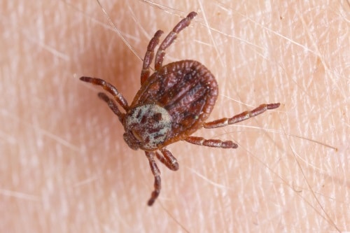 American dog tick